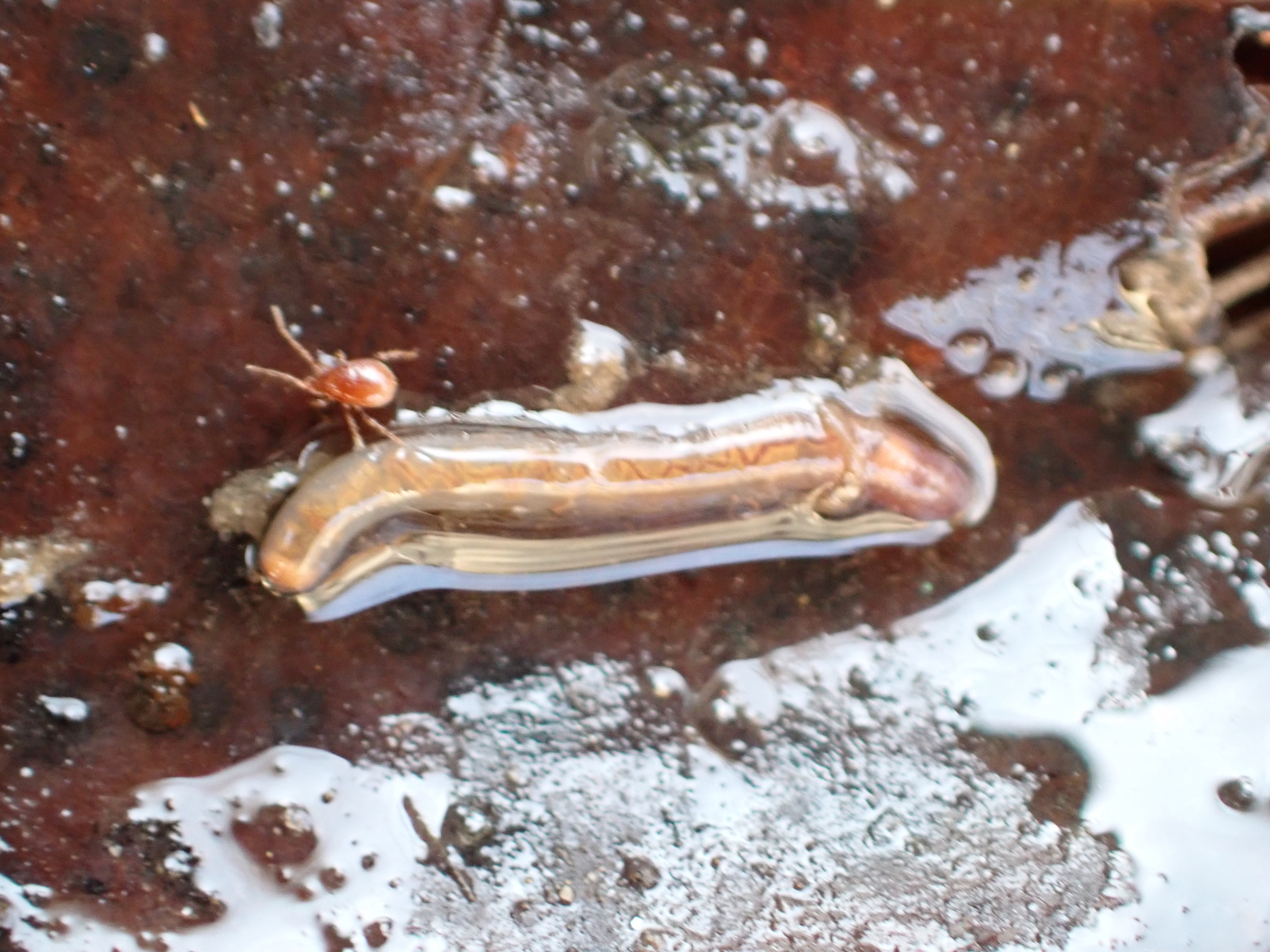 Parasitidae
