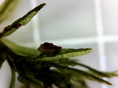 Atrichum altecristatum