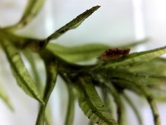 Atrichum altecristatum