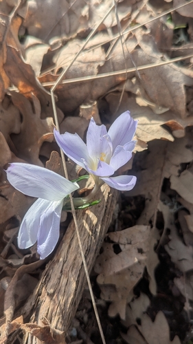 Crocus carpetanus, photograph 3