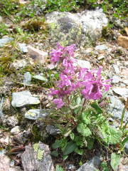 Pedicularis anthemifolia