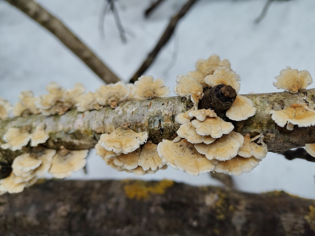 Plicatura crispa · February 2026 · photo: © giorgio169 (iNaturalist, cc0)