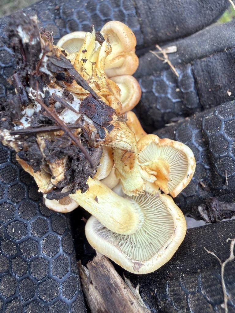Hypholoma fasciculare · March 2026 · photo: © cjoynson (iNaturalist, cc0)