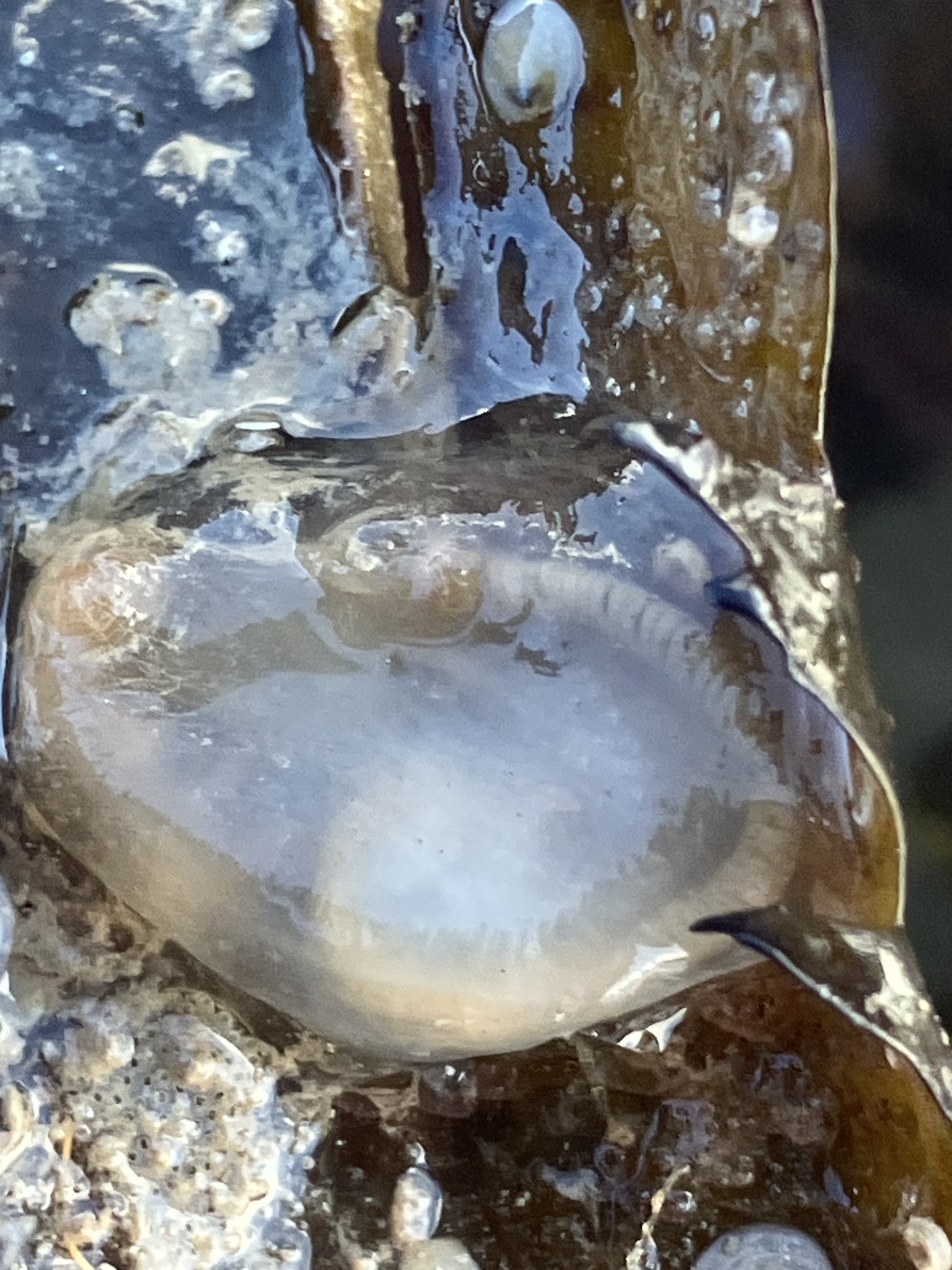 Corella eumyota Traustedt, 1882