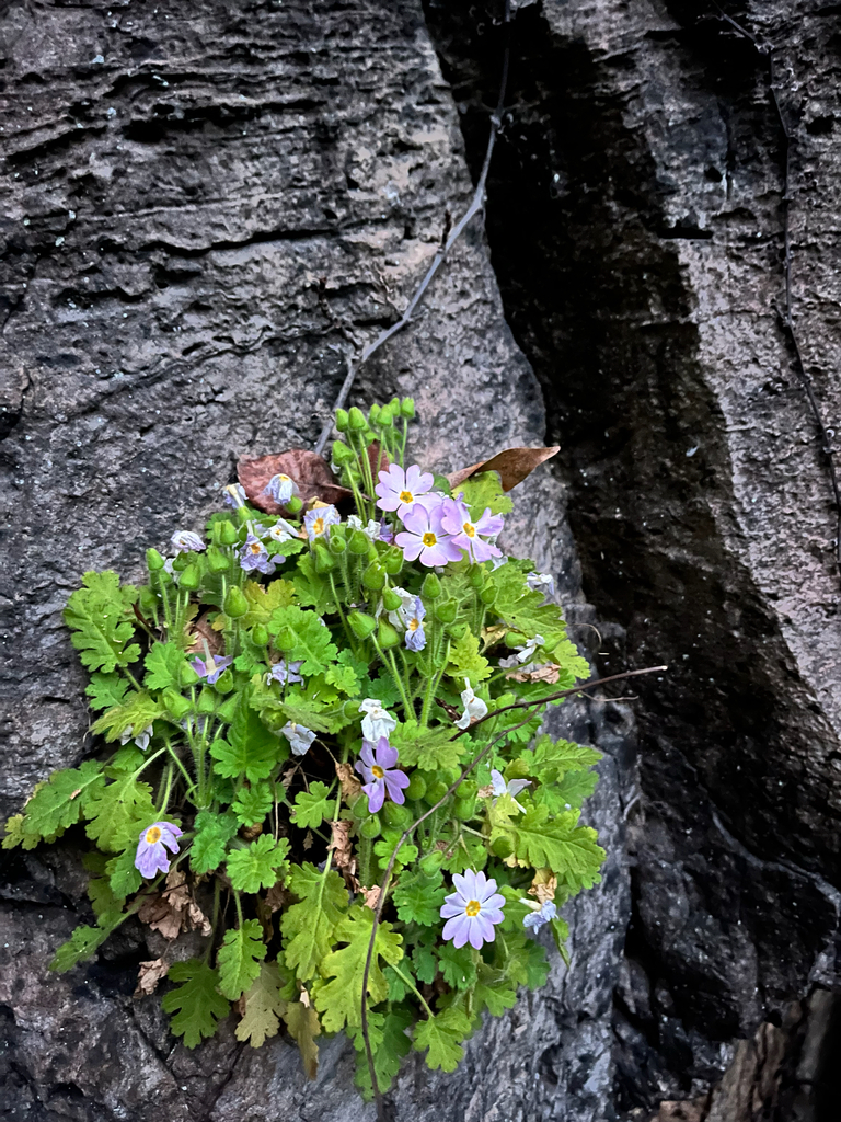 Primula rupestris