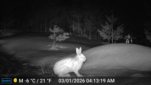Snowshoe Hare observed by jeffgoddard