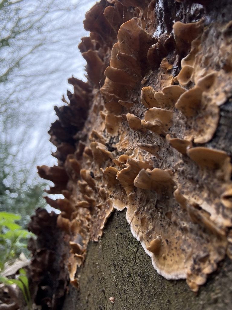 Stereum hirsutum · March 2026 · photo: © cjoynson (iNaturalist, cc0)