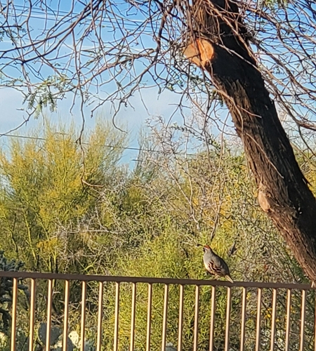 Gambel's Quail observed by kevinkelly