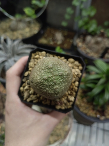 Pseudolithos harardheranus Dioli