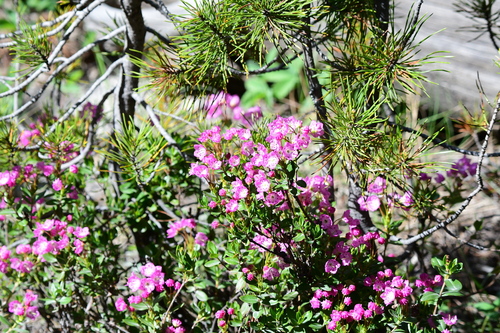 Western Bog Laurel (Kalmia microphylla)