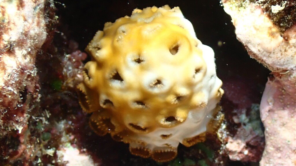Palythoa tuberculosa (Palythoa tuberculosa)