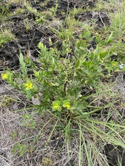 Gnidia juniperifolia