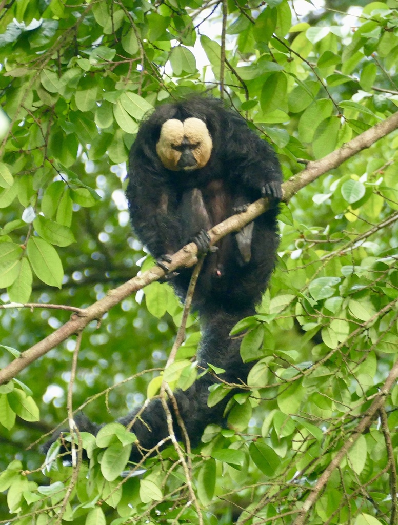 White-faced Saki
