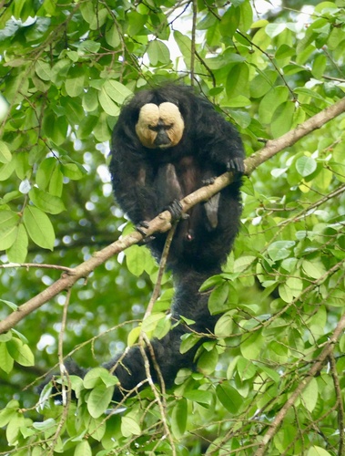 White-faced Saki