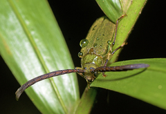 Rhipidocerus australasiae