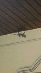 Gekko gecko