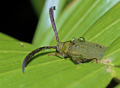 Rhipidocerus australasiae