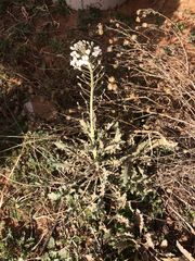 Dimorphocarpa candicans