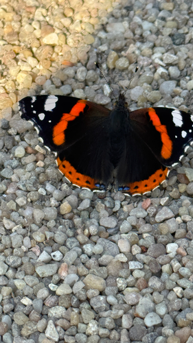 Red Admiral