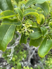 Hilsenbergia petiolaris image