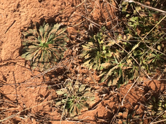 Aphanostephus skirrhobasis