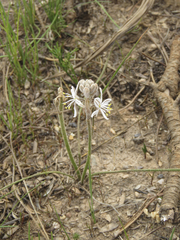 Trachyandra hirsutiflora