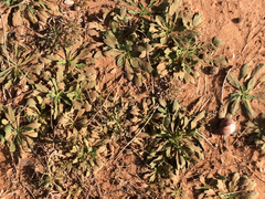 Aphanostephus skirrhobasis