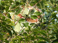 Oecophylla smaragdina