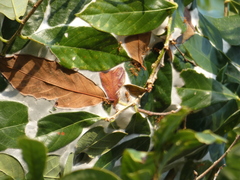Oecophylla smaragdina
