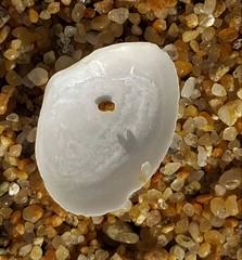 Macoma