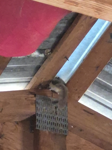 Southern Flying Squirrel observed by awalke08