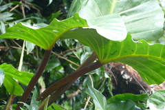 Philodendron melinonii, photograph author not stated, no rights reserved