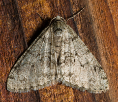 Phigalia denticulata