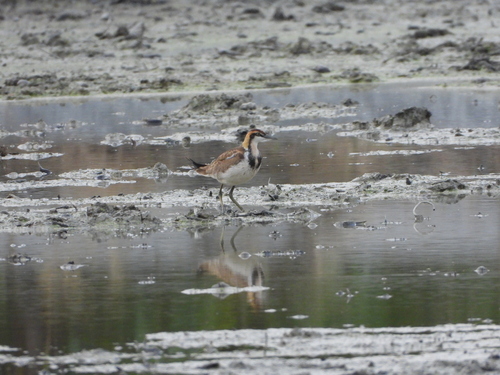 Pheasant-tailed Jacana (Hydrophasianus chirurgus), photo 3