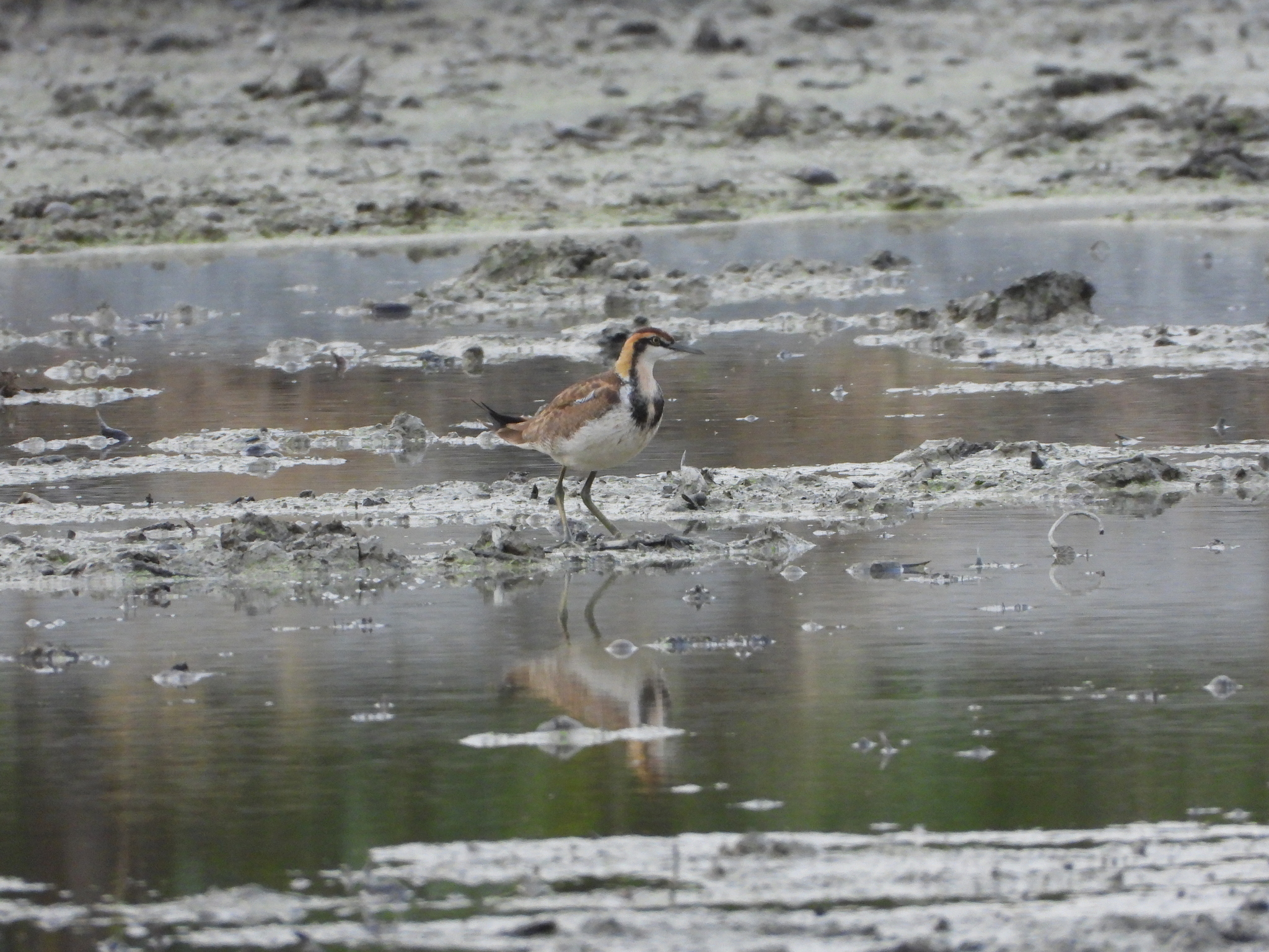 Pheasant-tailed Jacana (Hydrophasianus chirurgus), photo 3