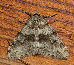 Phigalia denticulata