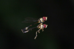 Insecta