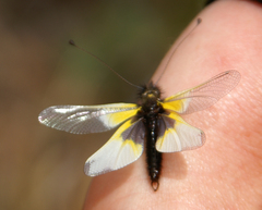 Libelloides baeticus