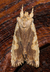 Lithophane patefacta