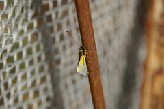 Libelloides baeticus