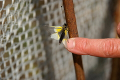 Libelloides baeticus