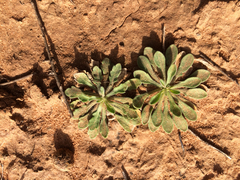 Aphanostephus skirrhobasis