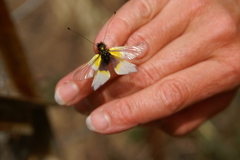 Libelloides baeticus