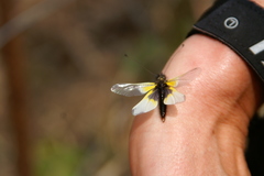 Libelloides baeticus