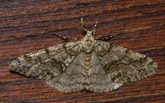 Phigalia denticulata