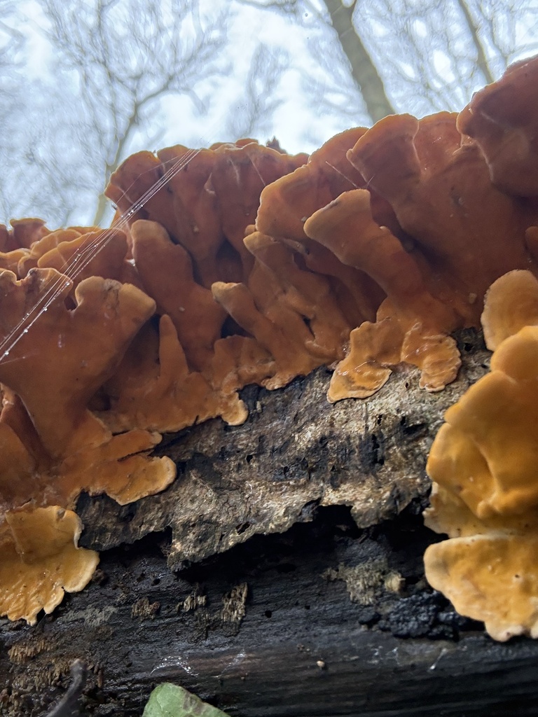 Stereum hirsutum · March 2026 · photo: © cjoynson (iNaturalist, cc0)