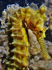 Hippocampus subelongatus