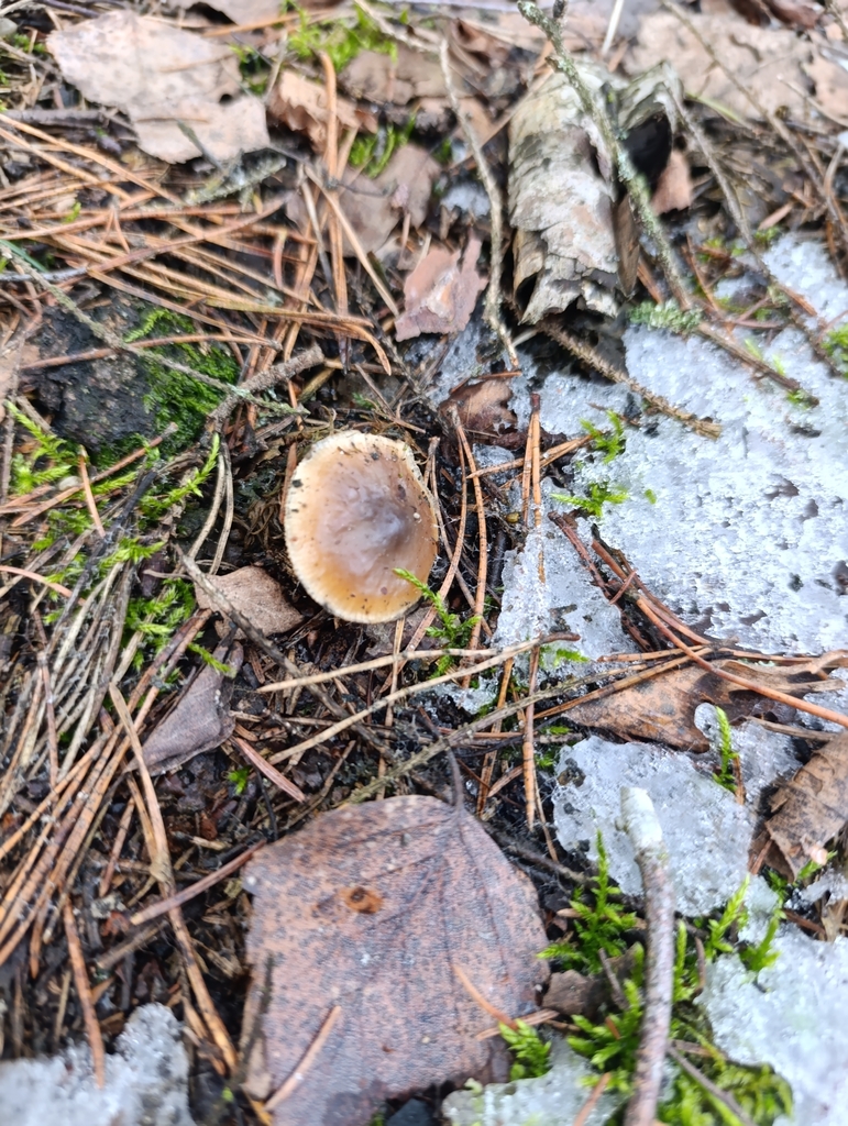 Rhodocollybia asema · March 2026 · photo: © flukee (iNaturalist, cc-by)