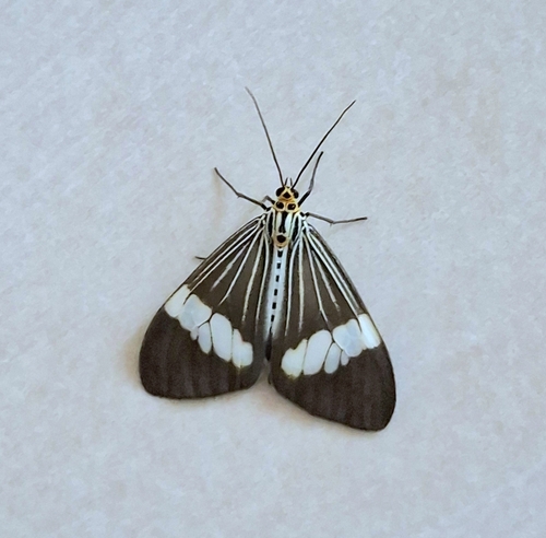 Asian Magpie Moth