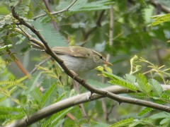 Phylloscopus